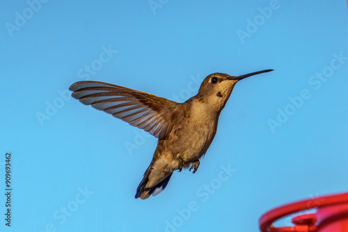 Female Black Chinned Hummingbird