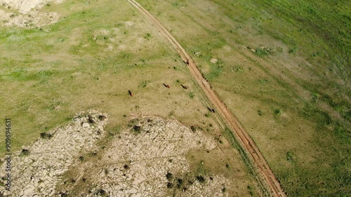 Aerial view of a cattle grazing on a vast, green meadow in Mongolia, with rocky hills in the background and a dirt road cutting through the landscape.