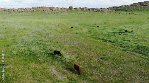Aerial view of a cattle grazing on a vast, green meadow in Mongolia, with rocky hills in the background and a dirt road cutting through the landscape.