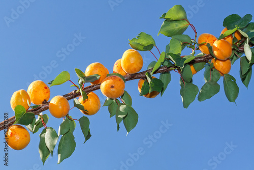 Ripe apricots