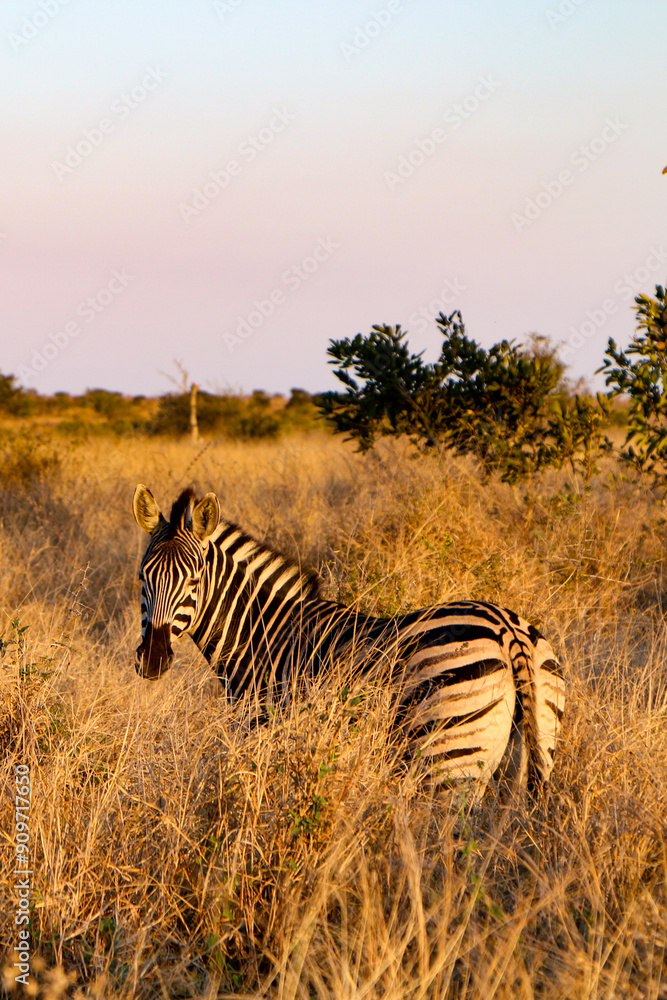 Naklejka premium zebra at sunset