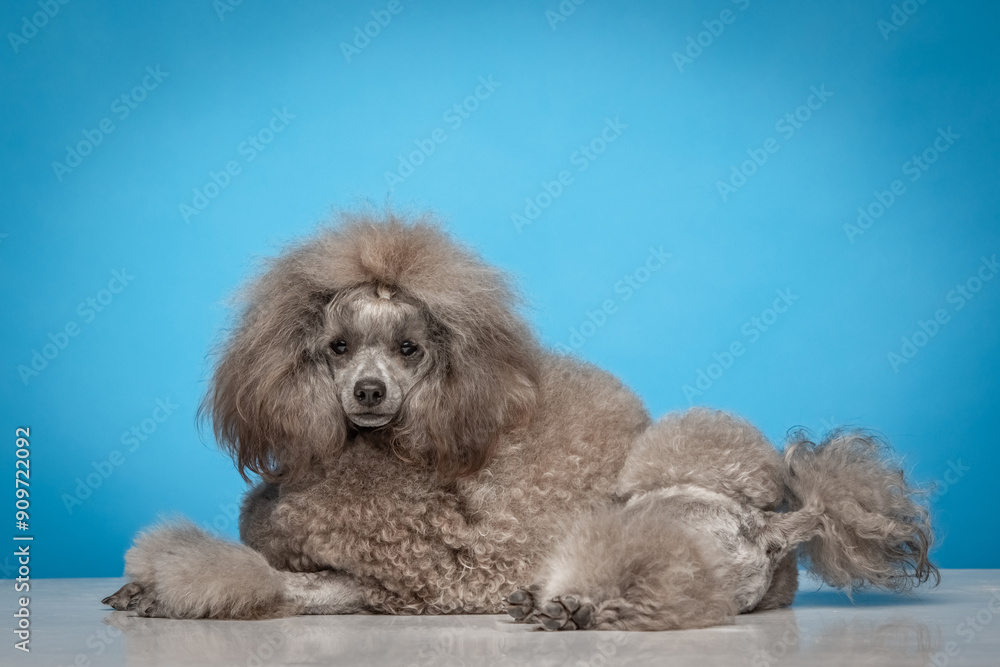 Gray poodle on a uniform background Gray poodle on a uniform background