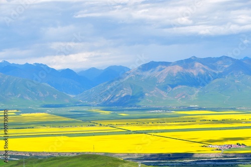 Photo of rapeseed fields in a valley in the Qilian Mountains, Qinghai Province, China photo