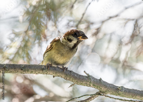 ptak mazurek (Passer montanus) siedzi na gałęzi photo