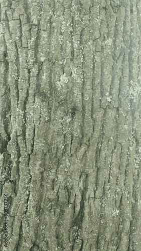 Tree bark texture, bark texture structure. Vector.