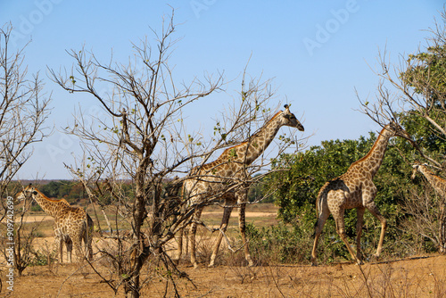 giraffe in the savannah