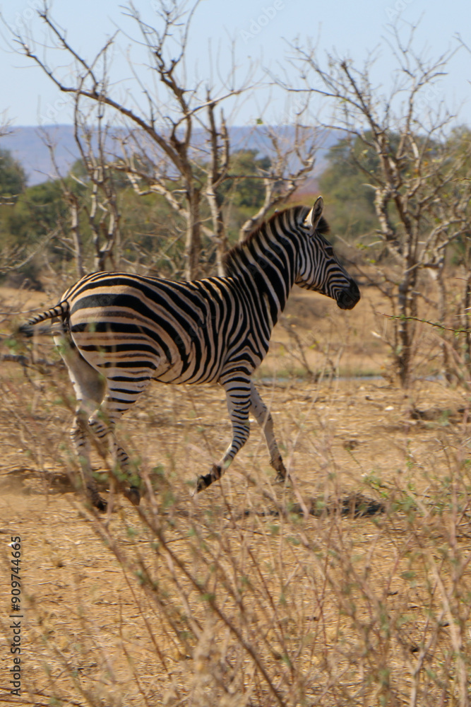 Fototapeta premium zebra in the savannah