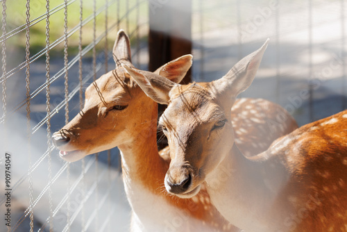 A deer and fawns in an enclosure in a zoo-landscape park on a summer day photo