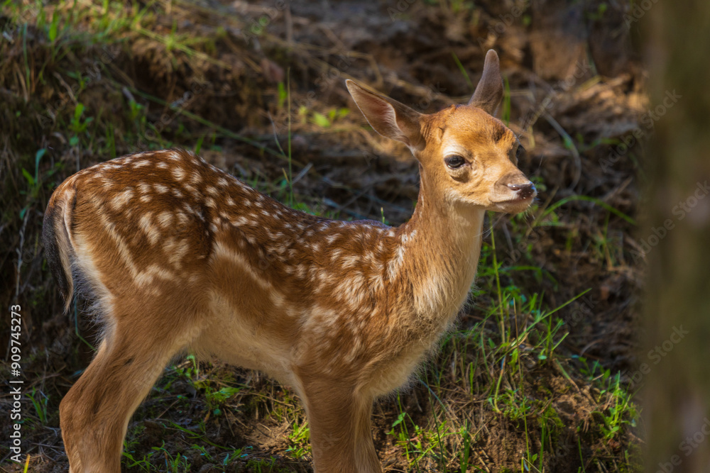 A deer and fawns in a forest in a park on a summer day A deer and fawns in a forest in a park on a summer day