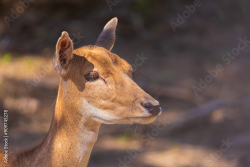 A deer and fawns in a forest in a park on a summer day photo