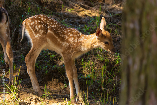 A deer and fawns in a forest in a park on a summer day photo