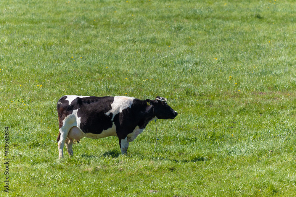 Bulls, cows and calves in a zoo and landscape park on a summer day Bulls, cows and calves in a zoo and landscape park on a summer day
