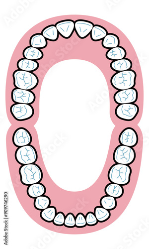 永久歯　イラスト