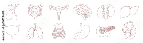 Linear human internal organs. Simple illustration drawn by hand.