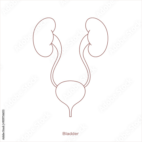 Hand drawn bladder and kidney icon.