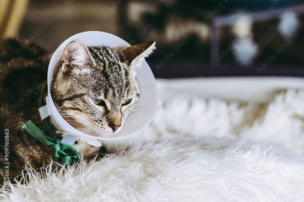 Jeune chat tigré malade portant une collerette - Soins vétérinaires félin