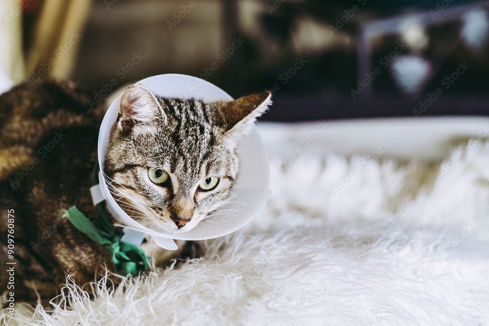 Φωτογραφία Jeune chat tigré malade portant une collerette -  Soins vétérinaires félin