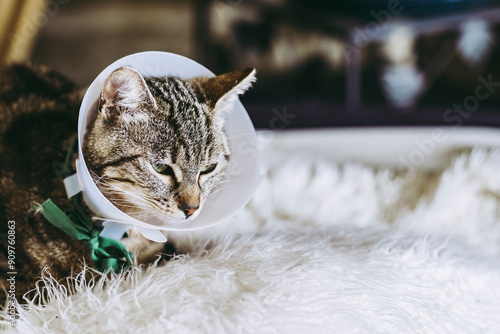 Obraz na płótnie Jeune chat tigré malade portant une collerette - Soins vétérinaires félin w salonie