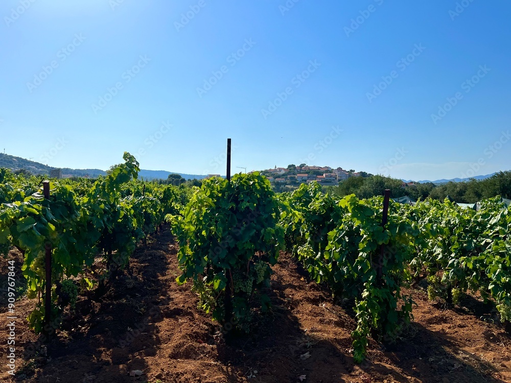 Φωτογραφία Vineyards in Lumbarda on the Adriatic island of Korcula, Croatia