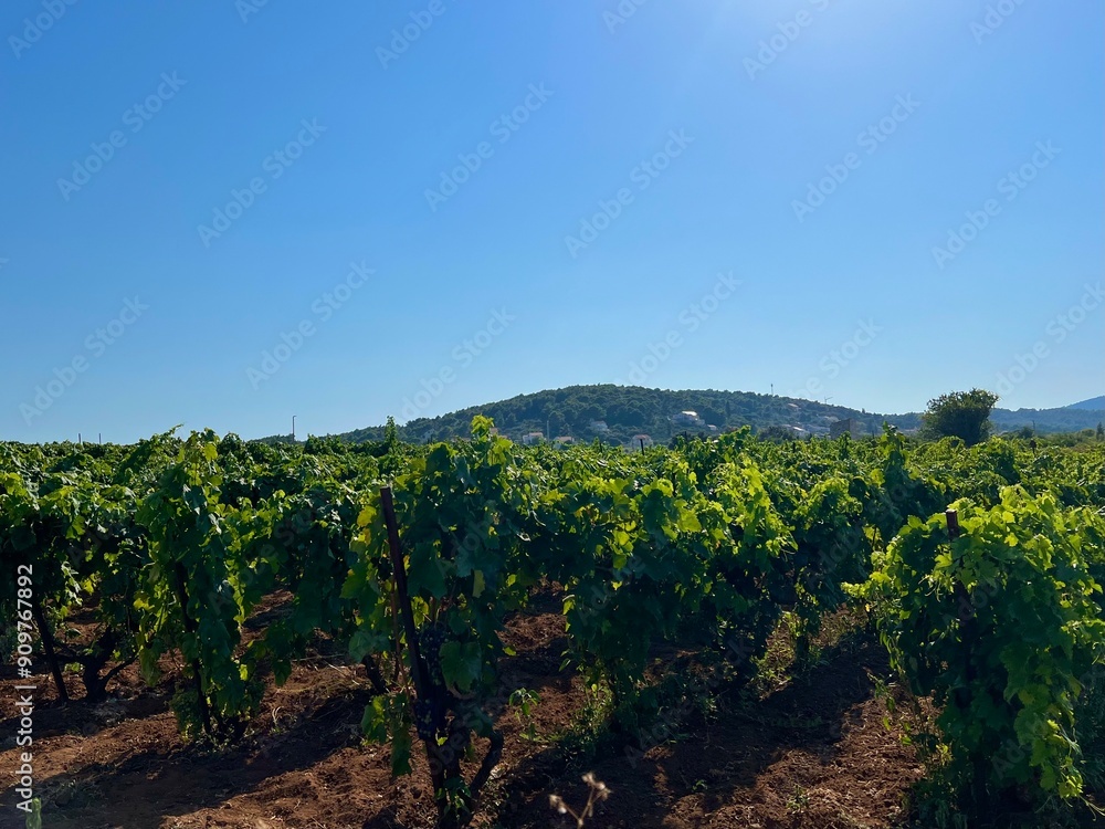 Vineyards in Lumbarda on the Adriatic island of Korcula, Croatia Vineyards in Lumbarda on the Adriatic island of Korcula, Croatia