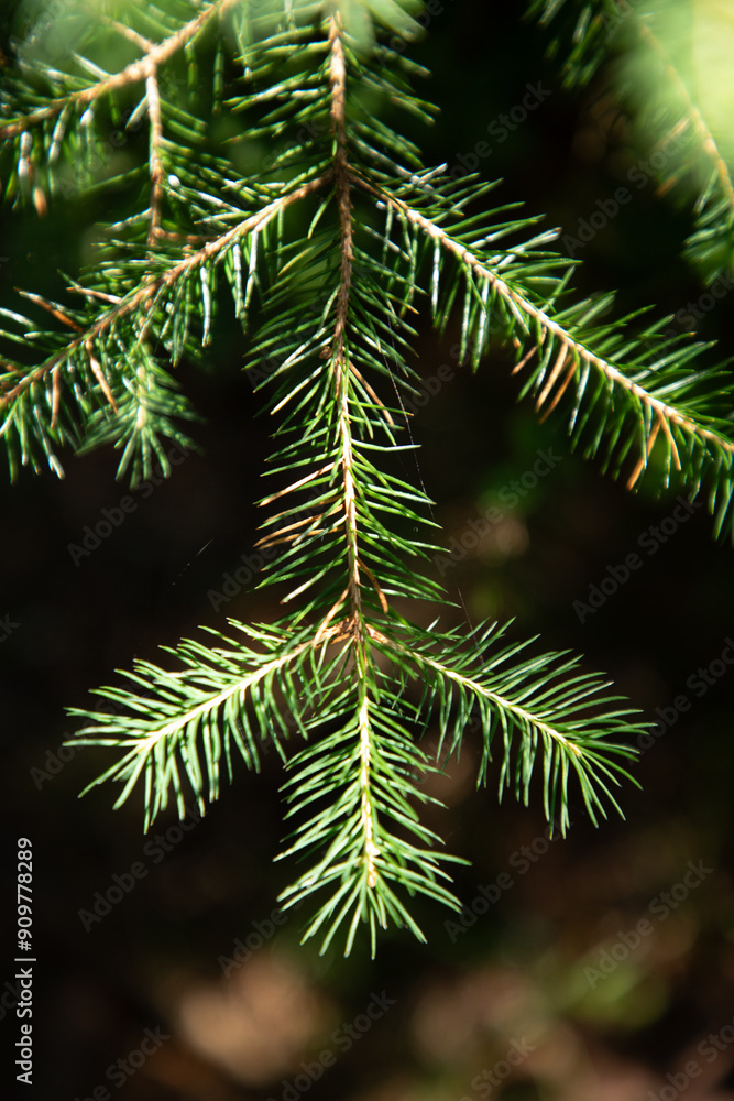 Close up of twig of needles of green fir tree in forest Close up of twig of needles of green fir tree in forest
