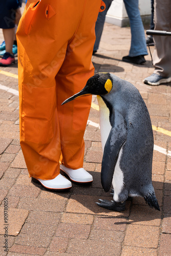 King penguin adorable standing on a brick walkway beside a staff person wearing orange pants and white boots capturing a moment of interaction after show event in summer Hokkaido, Japan photo