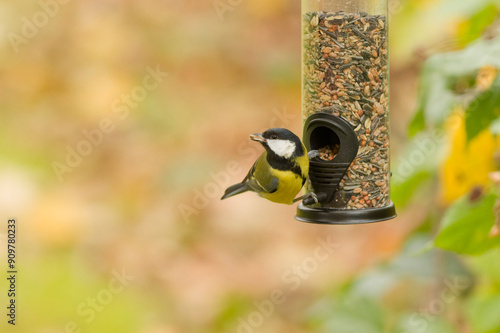 Great tit (Parus major) eating seeds from a bird feeder in garden, wild garden bird, close up wildlife