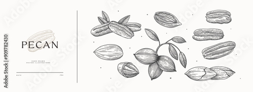 Pecan nut. Tropical fetus shelled. Organic food concept. It can be used as a decoration element for markets, menus, and packaging. Vintage botanical illustrations.
