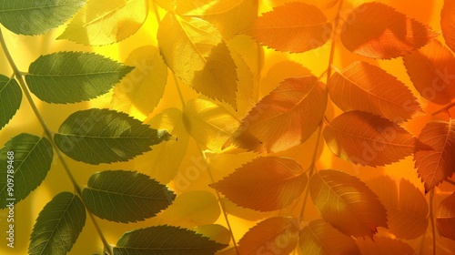 Autumn Leaf Backgrounds for Warmth and Color
