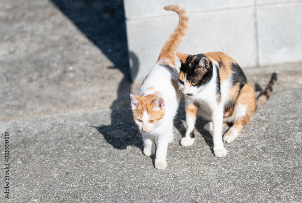 毛色の違う猫の親子 毛色の違う猫の親子
