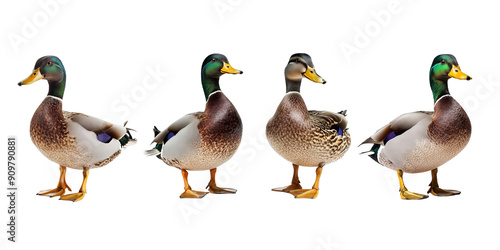 Set of whole ducks on white background photo