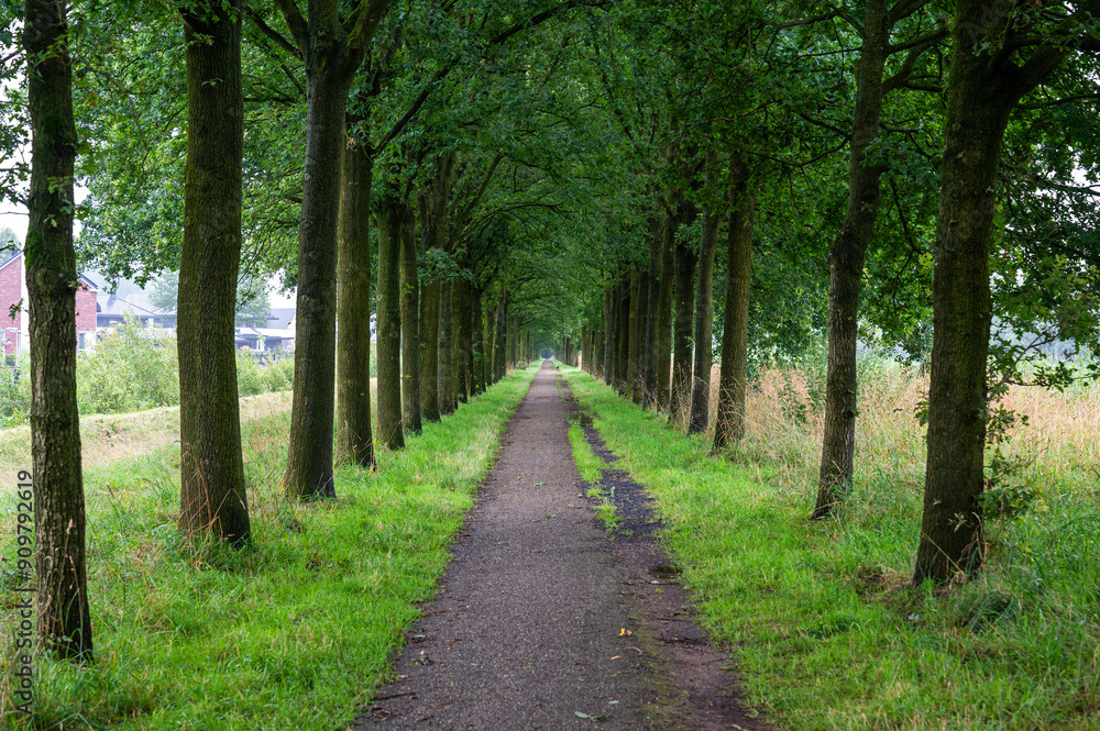 Tree alley and gravel path at the Dutch countryside around Delden, Overijssel, The Netherlands Tree alley and gravel path at the Dutch countryside around Delden, Overijssel, The Netherlands