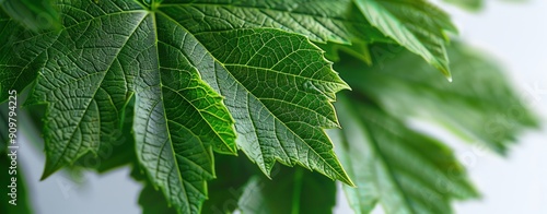 Close-up of aralia leaves with visible veins and textures, isolated on a white background, emphasizing their natural elegance photo