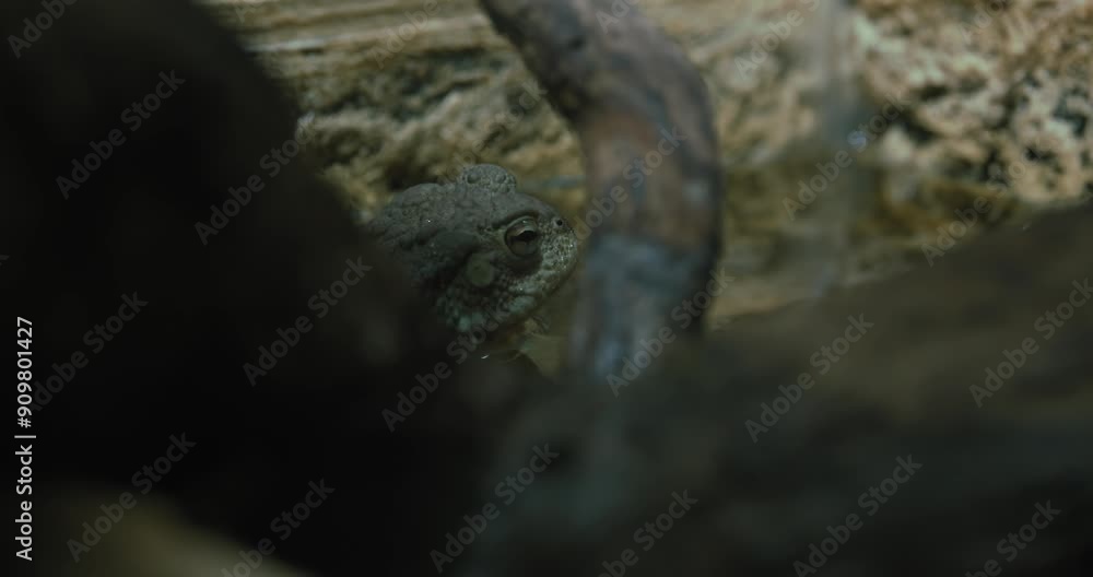 Close up of a toad blending into its surroundings with a background of rocks and natural habitat