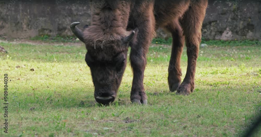 Bison grazing on grass in its enclosure Bison grazing on grass in its enclosure