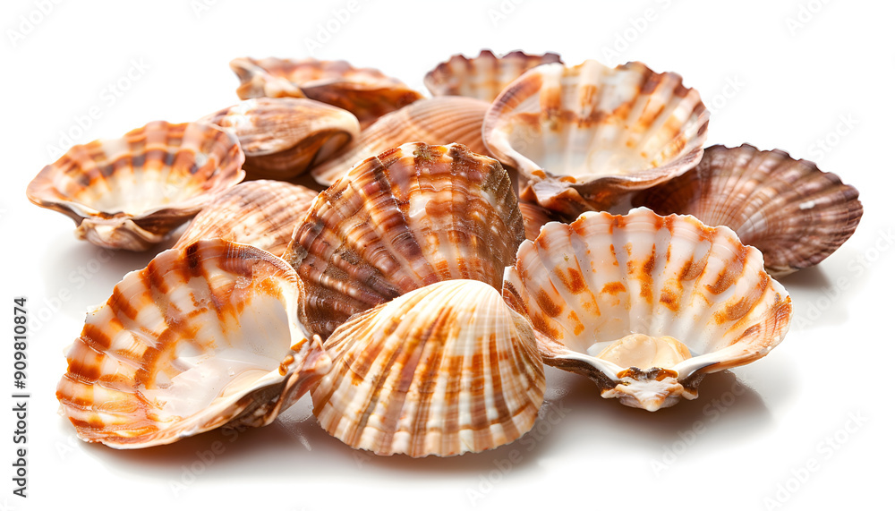 Many fresh raw scallops in shells isolated on white Many fresh raw scallops in shells isolated on white