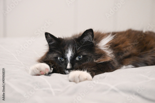 beautiful fluffy black and white cat lies on the bed