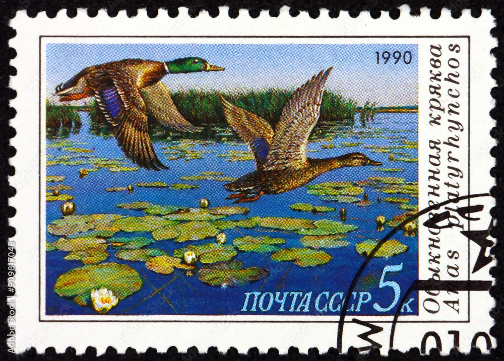Postage stamp Russia 1990 wild duck, anas platyrhynchos, duck conservation