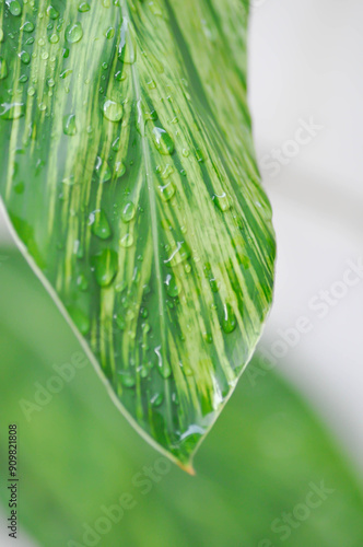 SynonymA sanderae, Variegated Shell Ginger or ZINGIBERACEAE or Alpinia sandrerae and dew drop photo