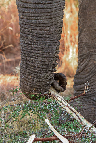 Elephant trunk close up, eating