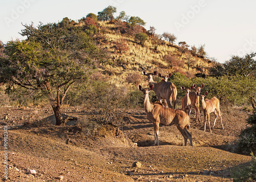 Herd of female kudu