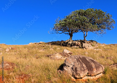 Tree and rock landscape