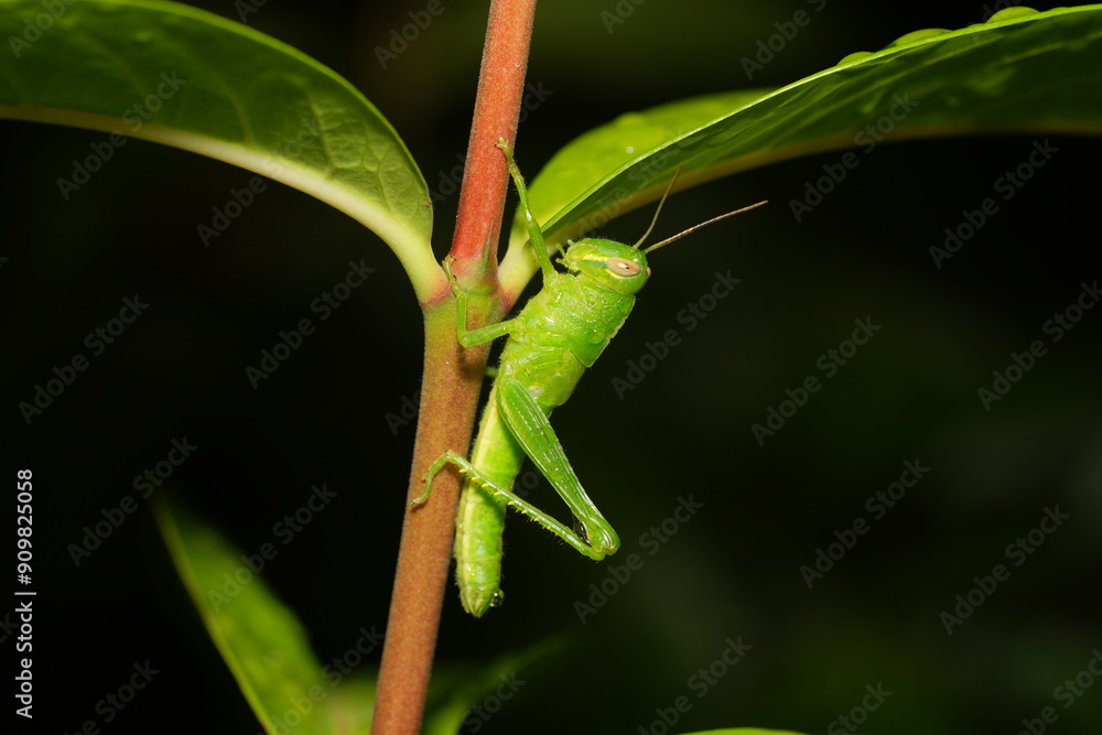 Φωτογραφία Grasshoppers are a group of insects belonging to the suborder Caelifera, within the order Orthoptera