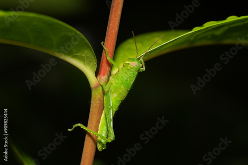 Grasshoppers are a group of insects belonging to the suborder Caelifera, within the order Orthoptera. They are known for their powerful hind legs, which allow them to leap great distances. |草蜢 photo