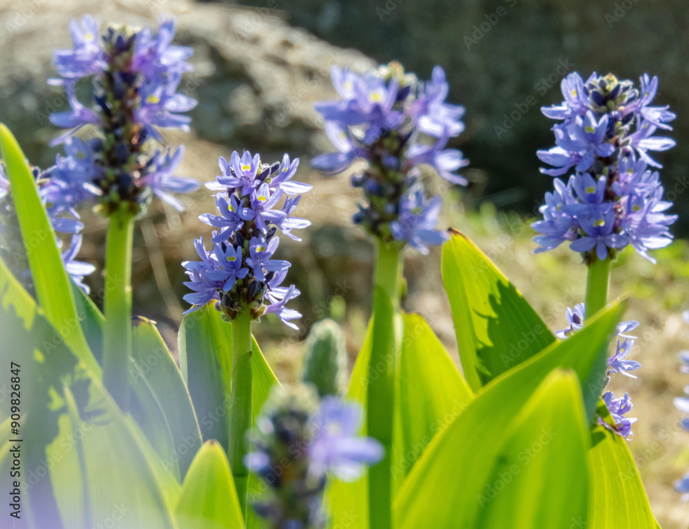 Fototapeta premium Pickerelweed, pontederia cordata pickerel weed purple flowers with yellow spots in the sunny garden.