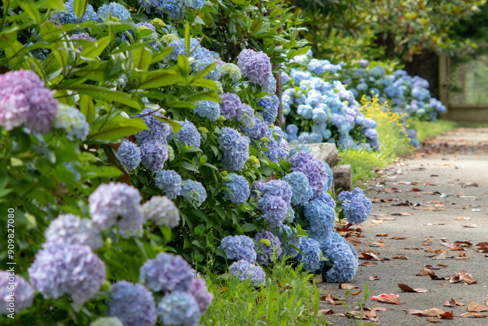 French hydrangea with light blue flowers garden hedge. French hydrangea with light blue flowers garden hedge.