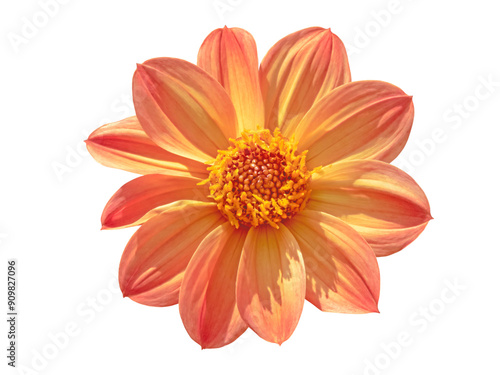 Obraz na plátně Retro orange single flowered dahlia flower isolated transparent png