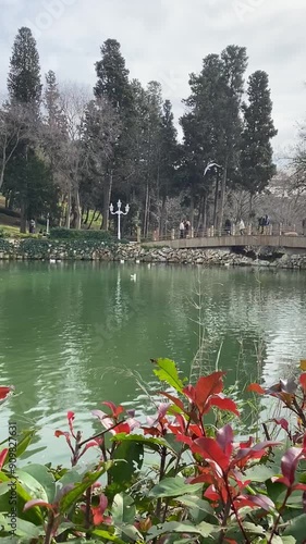 Beşiktaş, İstanbul, Turkey, 26 December 2021; The pool in the star park (Yıldız Parkı Korusu) of Istanbul. photo