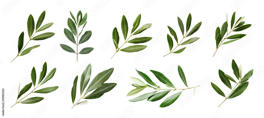 Set Fresh olive branch leaves isolated on white background transparent PNG Set Fresh olive branch leaves isolated on white background transparent PNG