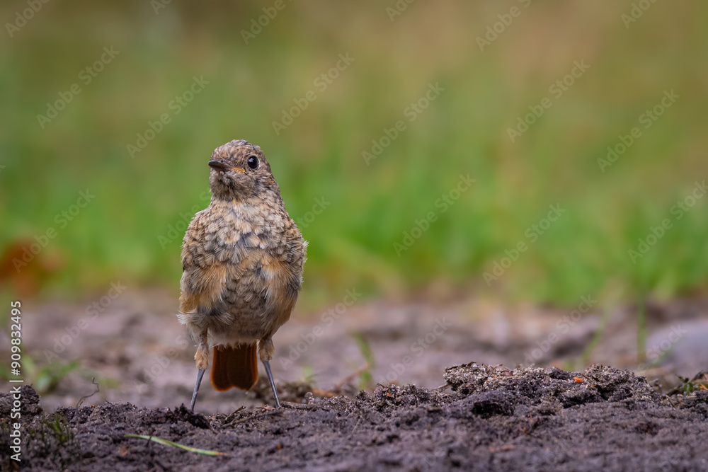 Collared redstart on the ground Collared redstart on the ground